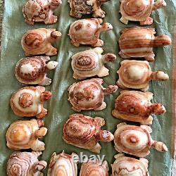 Wholesale 5pcs Natural Meat Pork Stone hand Carving Turtle specimen