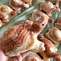 Wholesale 5pcs Natural Meat Pork Stone hand Carving Turtle specimen