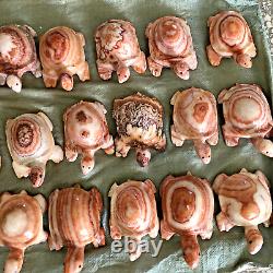 Wholesale 5pcs Natural Meat Pork Stone hand Carving Turtle specimen