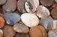 Wholesale Fossil Coral Flat Palm Stones Pocket Polished Tumbled 9.92 Lbs #2150t