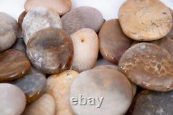 Wholesale Fossil Coral flat palm stones pocket polished tumbled 9.92 LBS #2150T