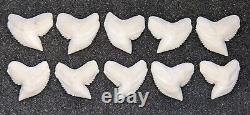 Wholesale Group 10 MASSIVE Perfect 1 1/4 Modern Tiger Shark Teeth