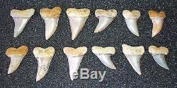 Wholesale Group Appx 500 Fossil Extinct Mako Shark Teeth Bakersfield, CA