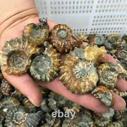 Wholesale Lot 2 LB Natural Ammonite Fossil Conch quartz Crystal Specimen Healing