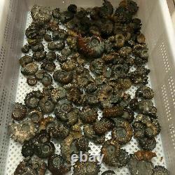 Wholesale Lot 2 LB Natural Ammonite Fossil Conch quartz Crystal Specimen Healing