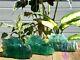 Wholesale Lot 3 Pcs Natural Fluorite Dragon Head Crystal Healing Energy