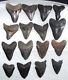 Wholesale Lot 5 Pounds Large Fossil Megalodon Shark Tooth