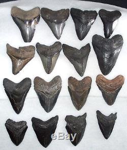 Wholesale Lot 5 Pounds Large Fossil MEGALODON Shark Tooth