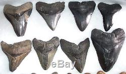Wholesale Lot 5 Pounds Large Fossil MEGALODON Shark Tooth