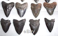 Wholesale Lot 5 Pounds Large Fossil MEGALODON Shark Tooth