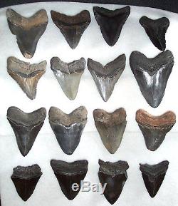 Wholesale Lot 5 Pounds Large Fossil MEGALODON Shark Tooth