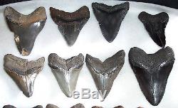 Wholesale Lot 5 Pounds Large Fossil MEGALODON Shark Tooth