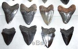 Wholesale Lot 5 Pounds Large Fossil MEGALODON Shark Tooth