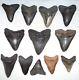 Wholesale Lot Over 4 Pounds Near Complete Large Fossil Megalodon Shark Teeth
