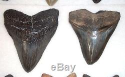 Wholesale Lot Over 4 Pounds Near Complete Large Fossil MEGALODON Shark Teeth