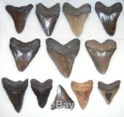 Wholesale Lot Over 4 Pounds Near Complete Large Fossil MEGALODON Shark Teeth