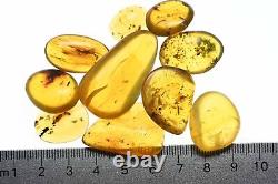 Wholesale Lot of 10 with better fossil inclusions in Burmese Amber