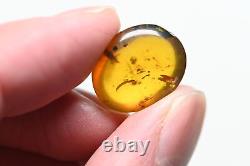 Wholesale Lot of 10 with better fossil inclusions in Burmese Amber