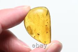 Wholesale Lot of 10 with better fossil inclusions in Burmese Amber