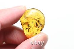 Wholesale Lot of 10 with better fossil inclusions in Burmese Amber