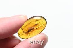 Wholesale Lot of 10 with better fossil inclusions in Burmese Amber