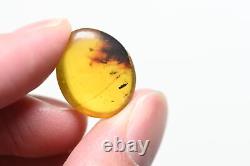 Wholesale Lot of 10 with better fossil inclusions in Burmese Amber