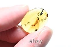 Wholesale Lot of 10 with better fossil inclusions in Burmese Amber