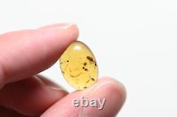 Wholesale Lot of 10 with better fossil inclusions in Burmese Amber