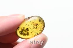 Wholesale Lot of 10 with better fossil inclusions in Burmese Amber