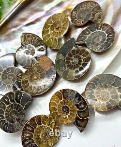 Wholesale Natural FOSSIL ammonite Shell For Collection and healing