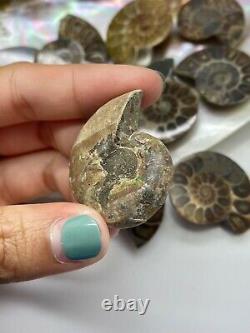 Wholesale Natural FOSSIL ammonite Shell For Collection and healing