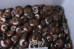 Wholesale Price! 2.2lb 130-140Pcs Rainbow Ammonite Fossil Specimen Madagascar