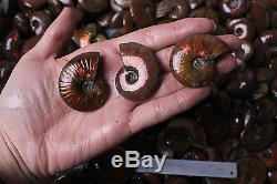 Wholesale Price! 2.2lb 130-140Pcs Rainbow Ammonite Fossil Specimen Madagascar