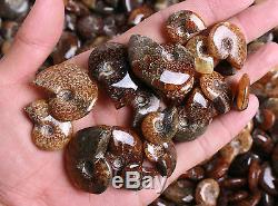 Wholesale Price! 2.2lb/150+Pcs High Quality Ammonite Fossil Mineral Specimen