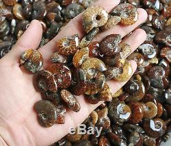 Wholesale Price! 2.2lb/150+Pcs High Quality Ammonite Fossil Mineral Specimen