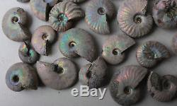 Wholesale Price! 2.2lb/160Pcs Ancient Ammonite Shell Fossil Green/red Flash