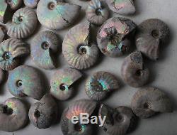 Wholesale Price! 2.2lb/160Pcs Ancient Ammonite Shell Fossil Green/red Flash