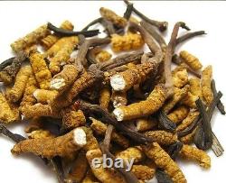 Wholesale Tibetan Cordyceps Sinensis Aweto Chinese Caterpillar Fungus Brokens