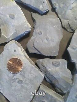 Wholesale lot micro trilobite specimens, complete elrathia kingii, quanity 50