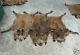 Wild European Big Boar Skin Fur Rug Hide Collectible Fireplace (set Of 10 Furs)