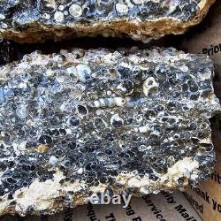 Wyoming Fossil Turritella Cutting Rough Fossil Flatrate! Bulk Wholesale