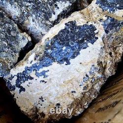 Wyoming Fossil Turritella Cutting Rough Fossil Flatrate! Bulk Wholesale