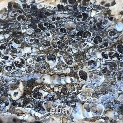 Wyoming Fossil Turritella Cutting Rough Fossil Flatrate! Bulk Wholesale