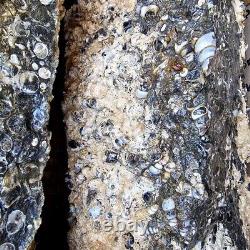 Wyoming Fossil Turritella Cutting Rough Fossil Flatrate! Bulk Wholesale