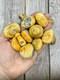 Yellow Bumblebee Jasper Tumbled Crystals Wholesale Lot Bulk Lot 2lbs Polished